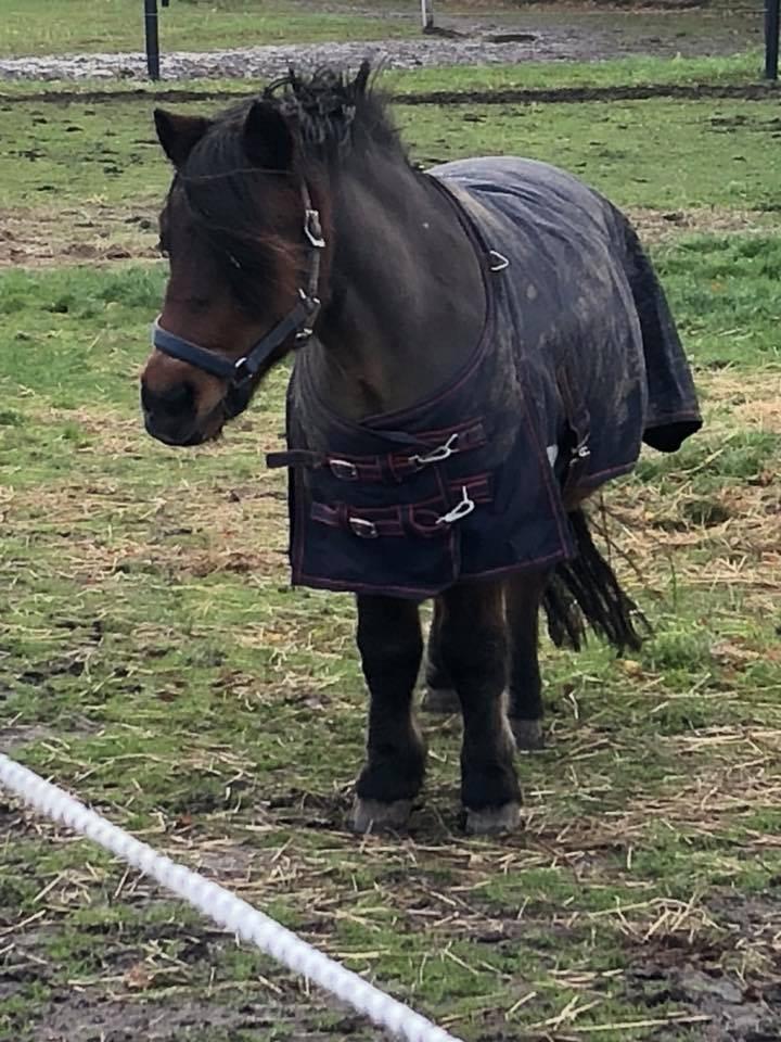 Anden særlig race Frollo billede 9