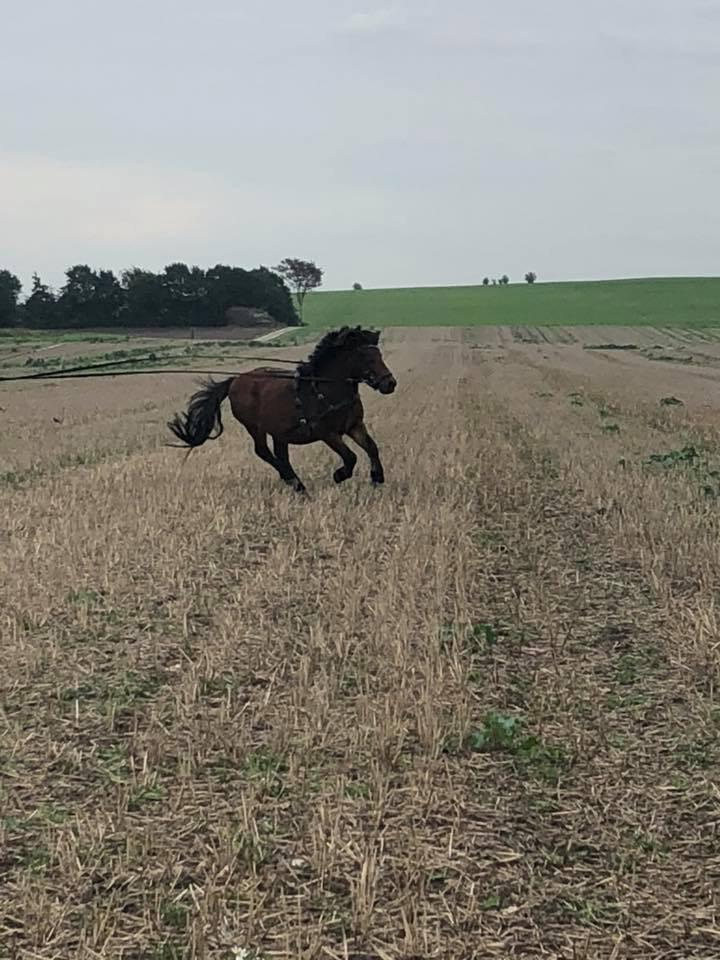 Anden særlig race Frollo billede 11