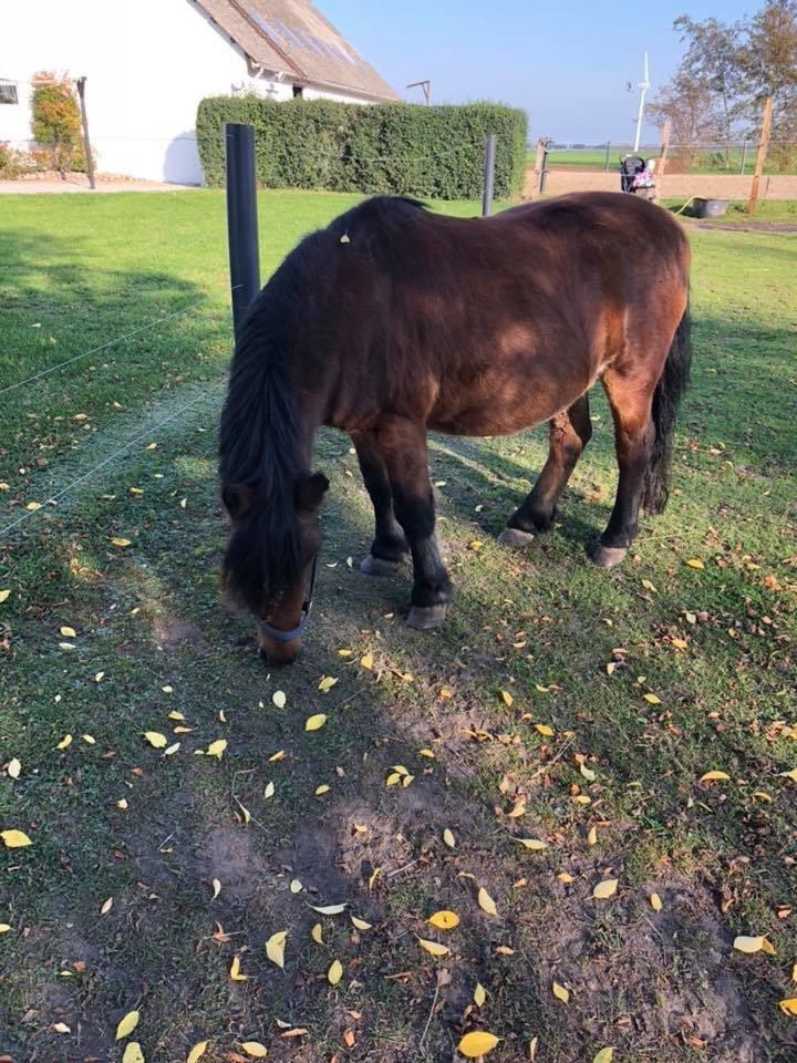 Anden særlig race Frollo billede 10