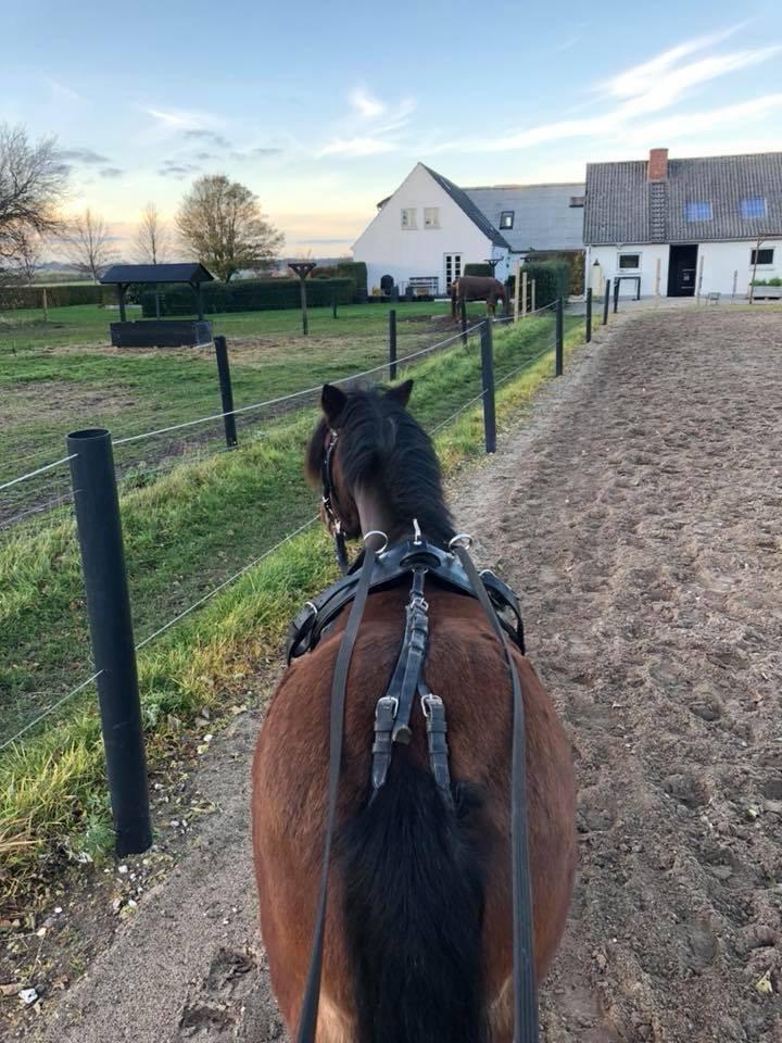 Anden særlig race Frollo billede 12