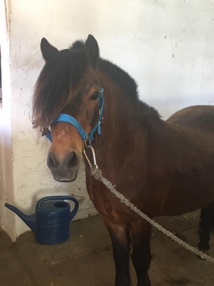 Anden særlig race Frollo billede 13