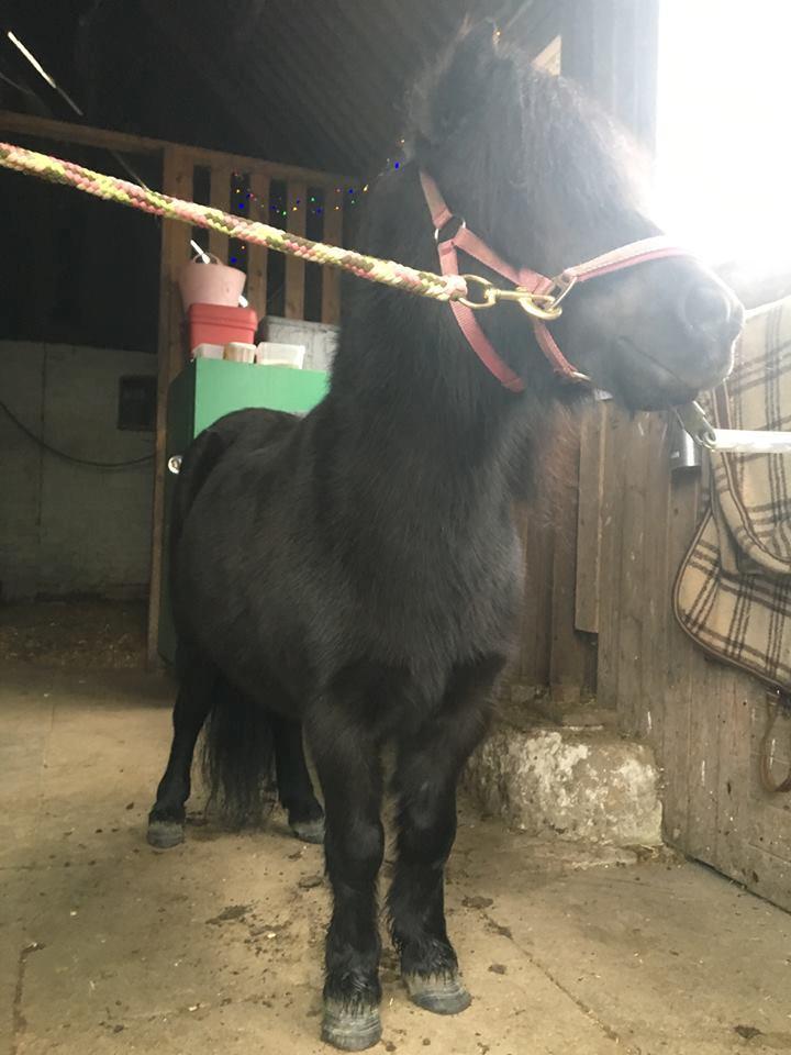 Shetlænder Fresia af veddinge billede 9