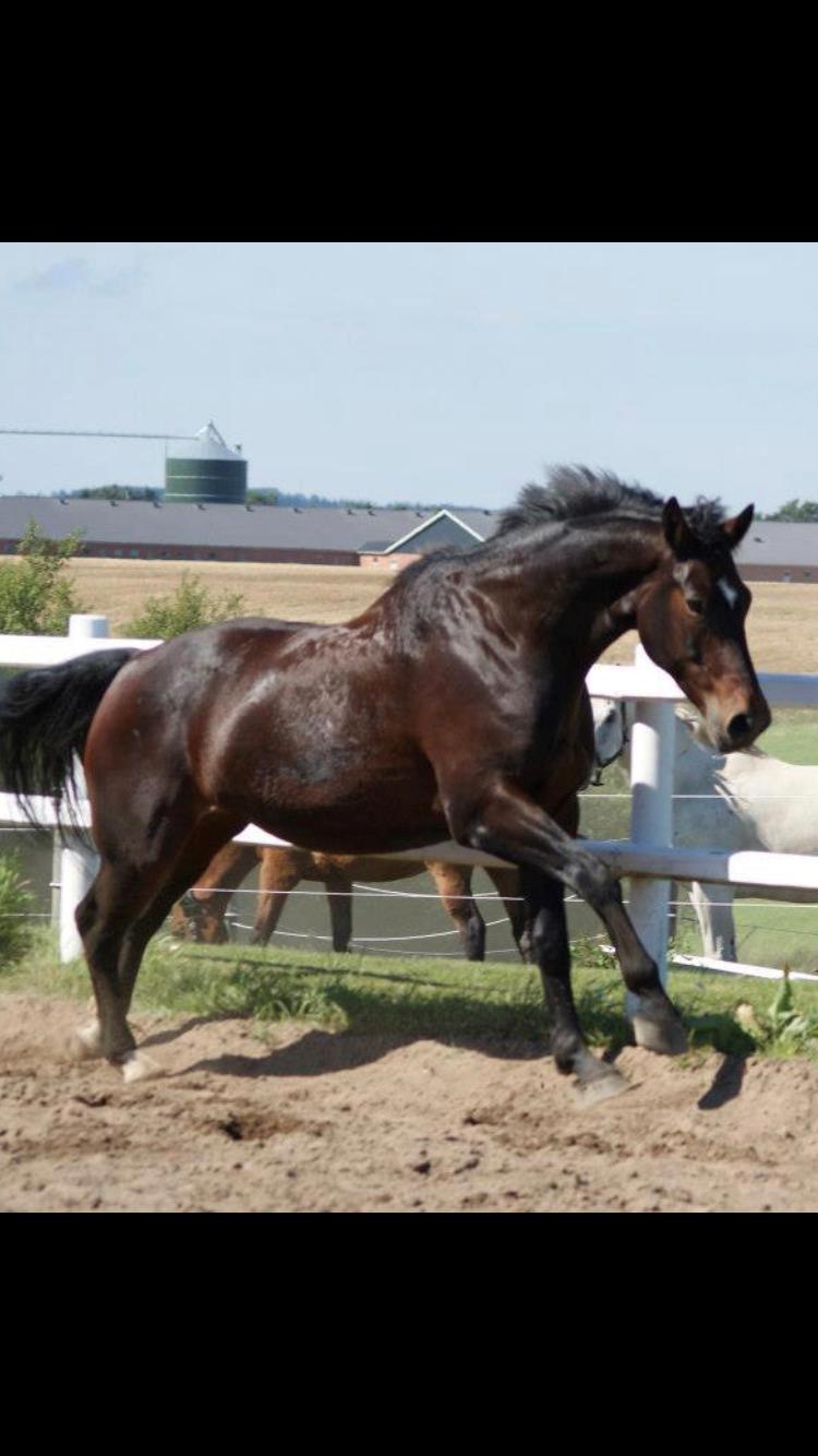 Oldenborg My Davinci  billede 8