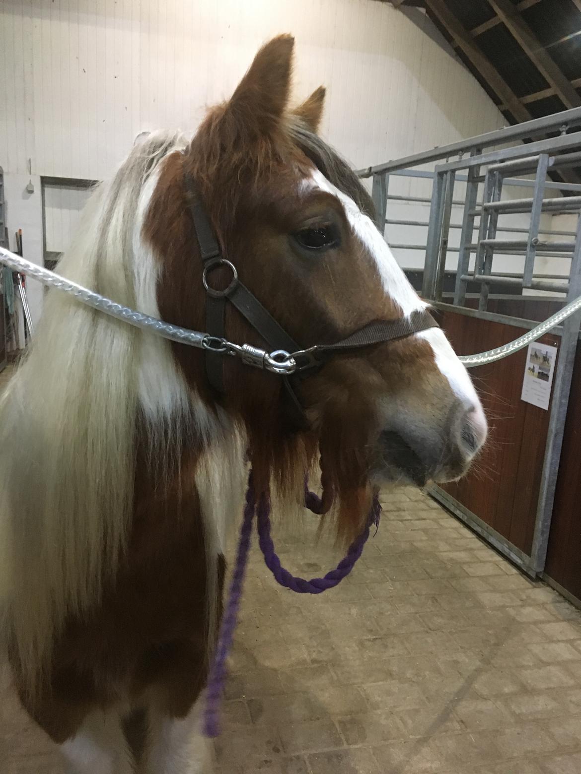 Irish Cob Nydals Dumbledore billede 12