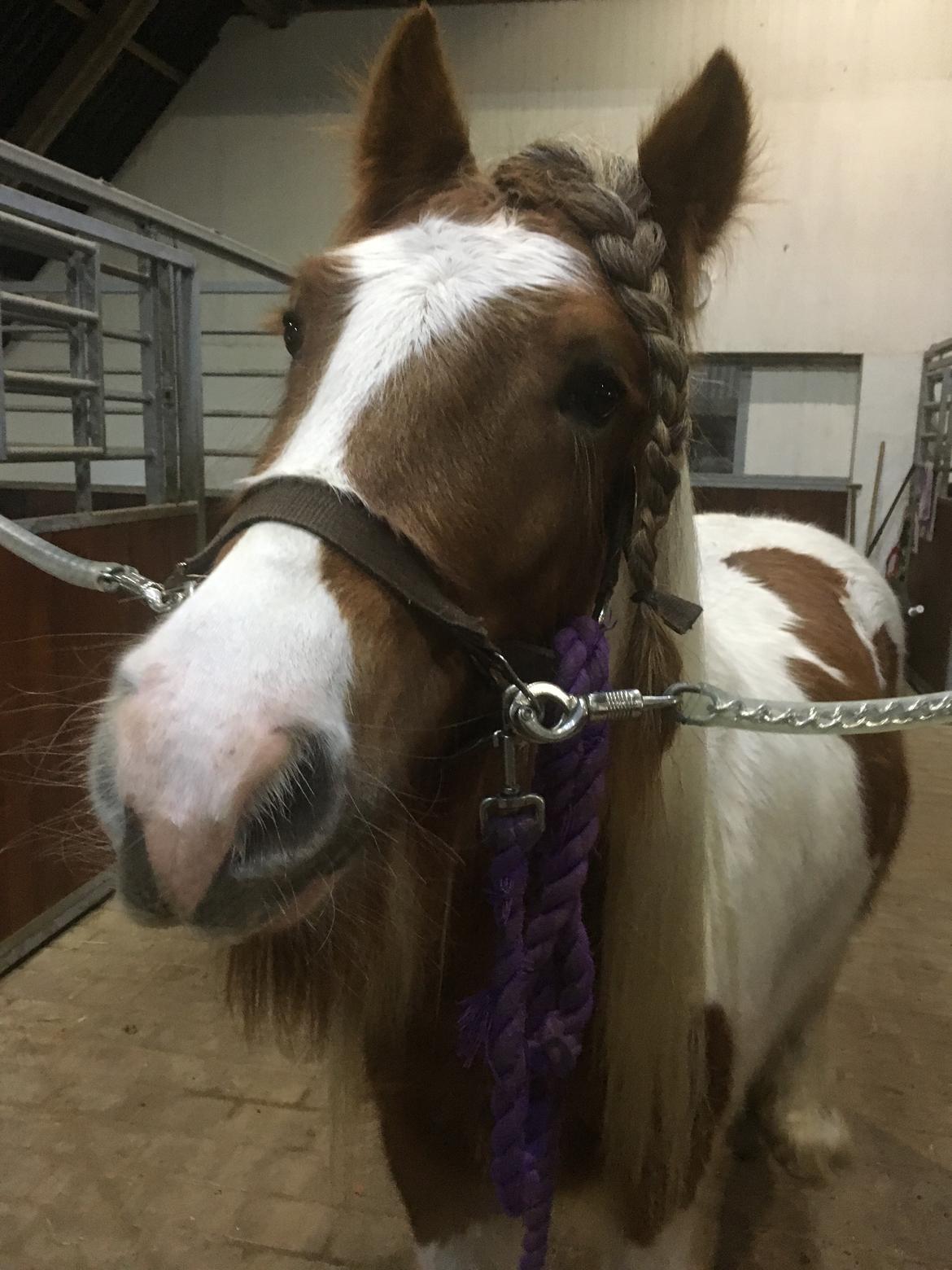 Irish Cob Nydals Dumbledore billede 13