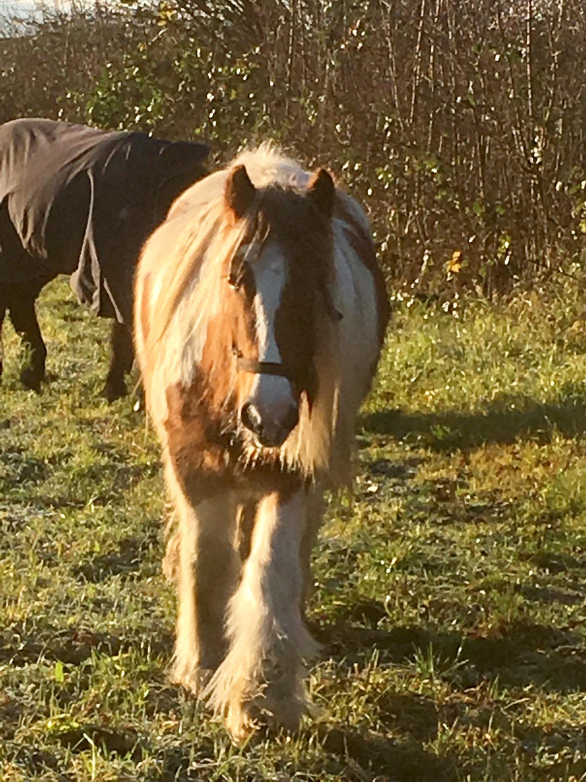 Irish Cob Nydals Dumbledore billede 14