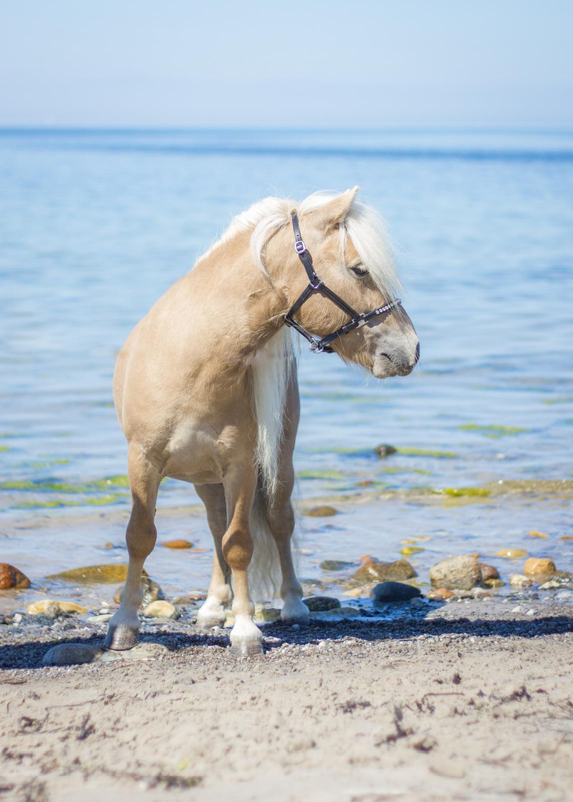 Shetlænder Stjernen's Mini-Bilbo billede 2