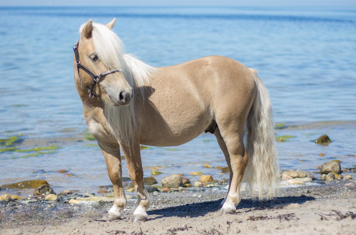 Shetlænder Stjernen's Mini-Bilbo billede 3