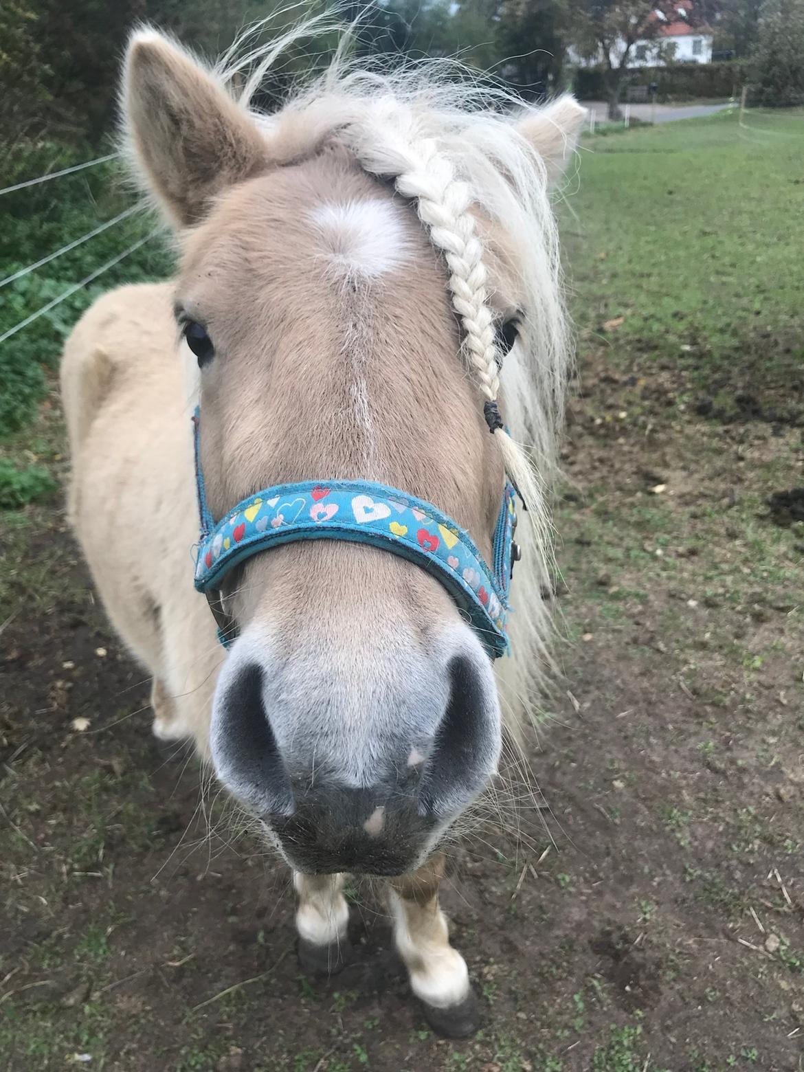 Shetlænder Stjernen's Mini-Bilbo billede 5