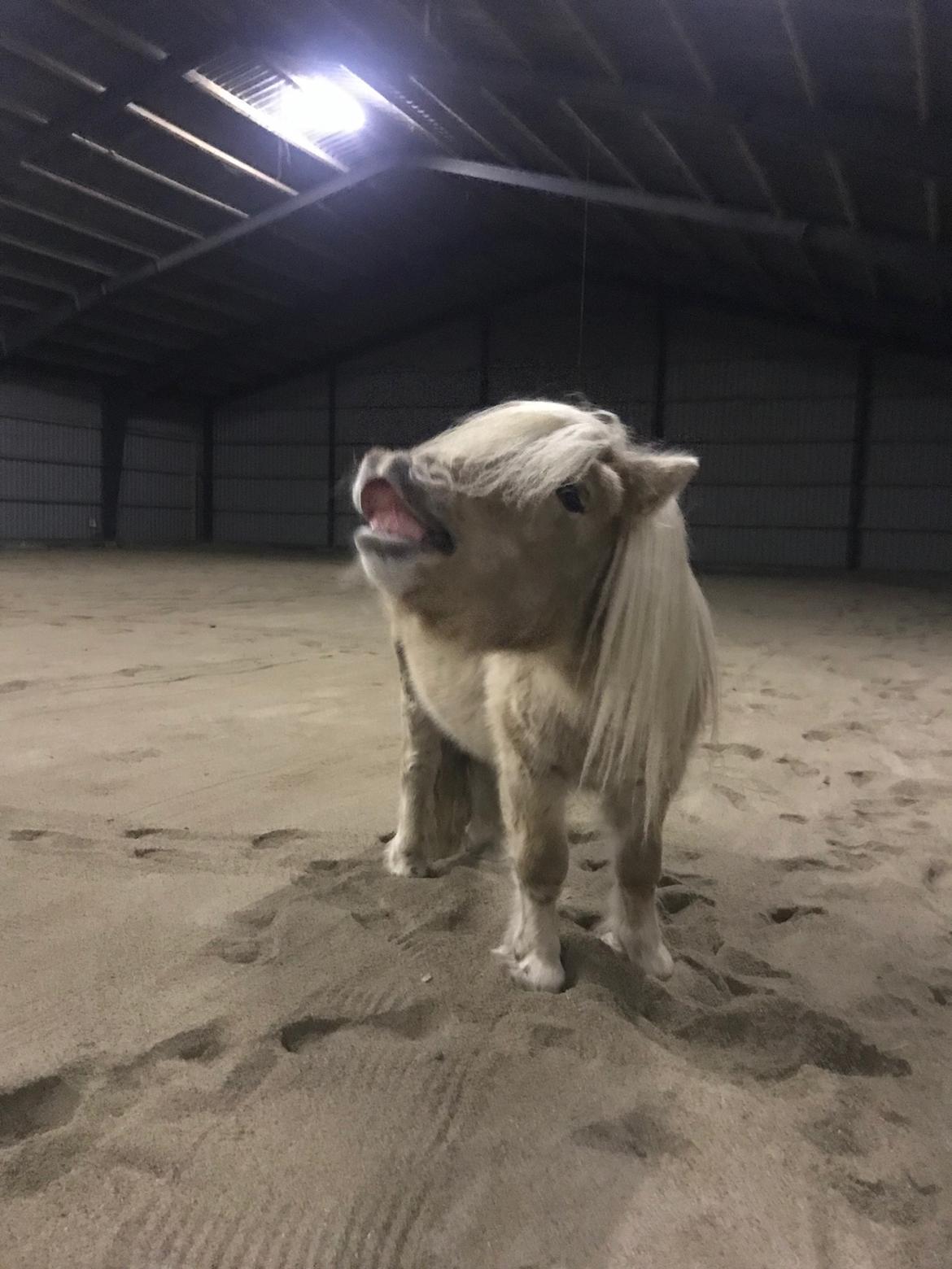 Shetlænder Stjernen's Mini-Bilbo billede 6