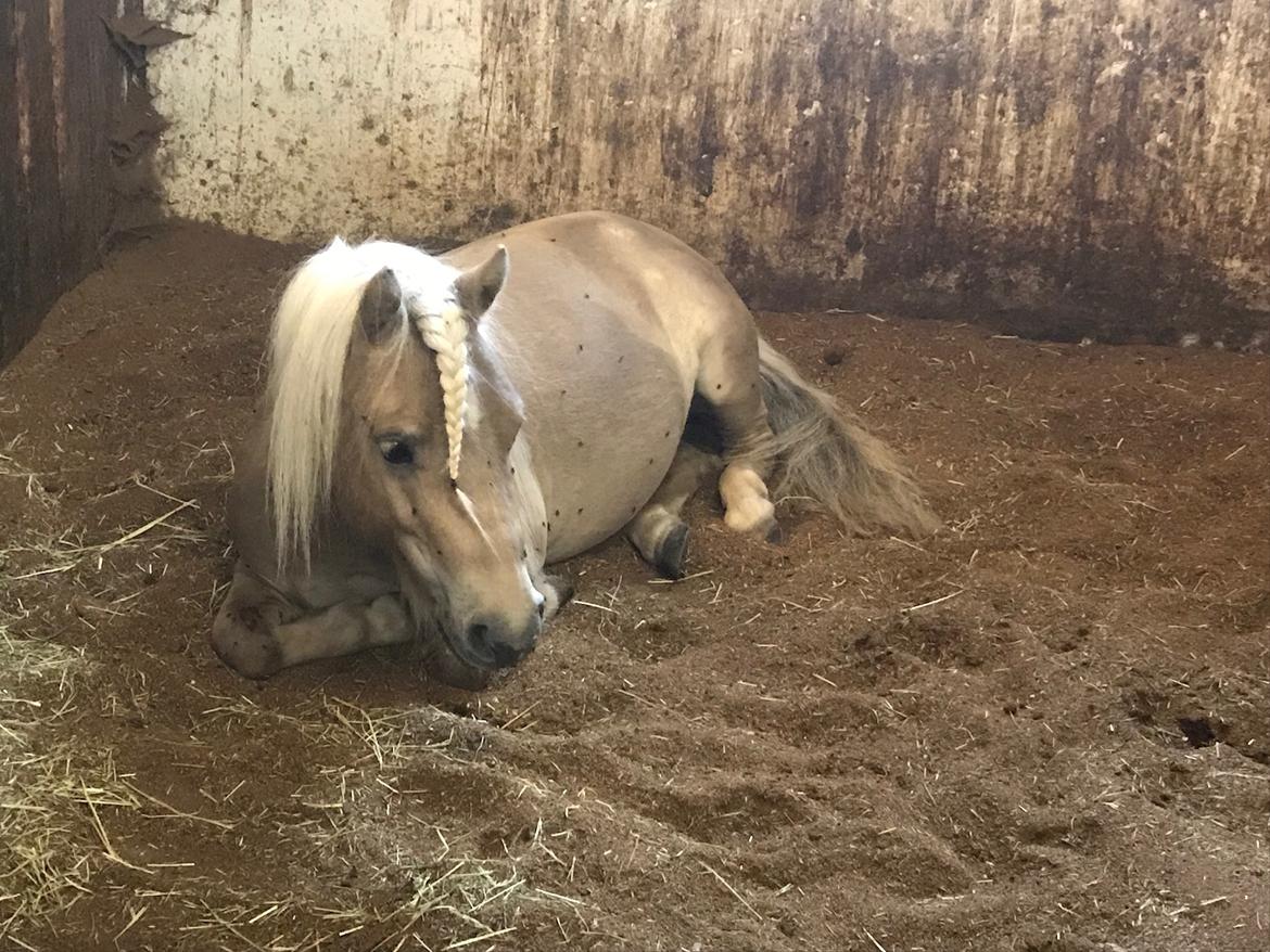 Shetlænder Stjernen's Mini-Bilbo billede 7