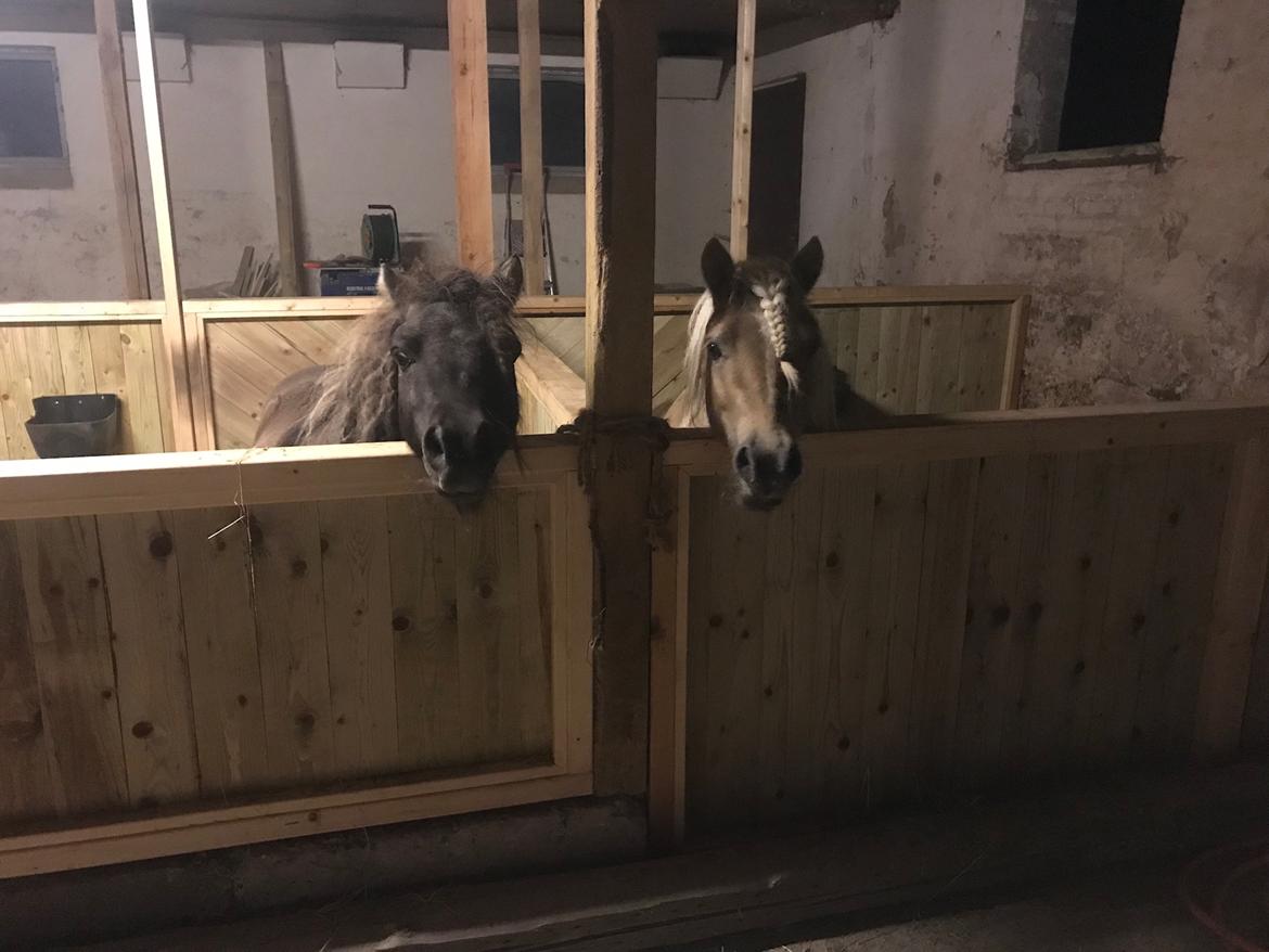 Shetlænder Stjernen's Mini-Bilbo billede 9