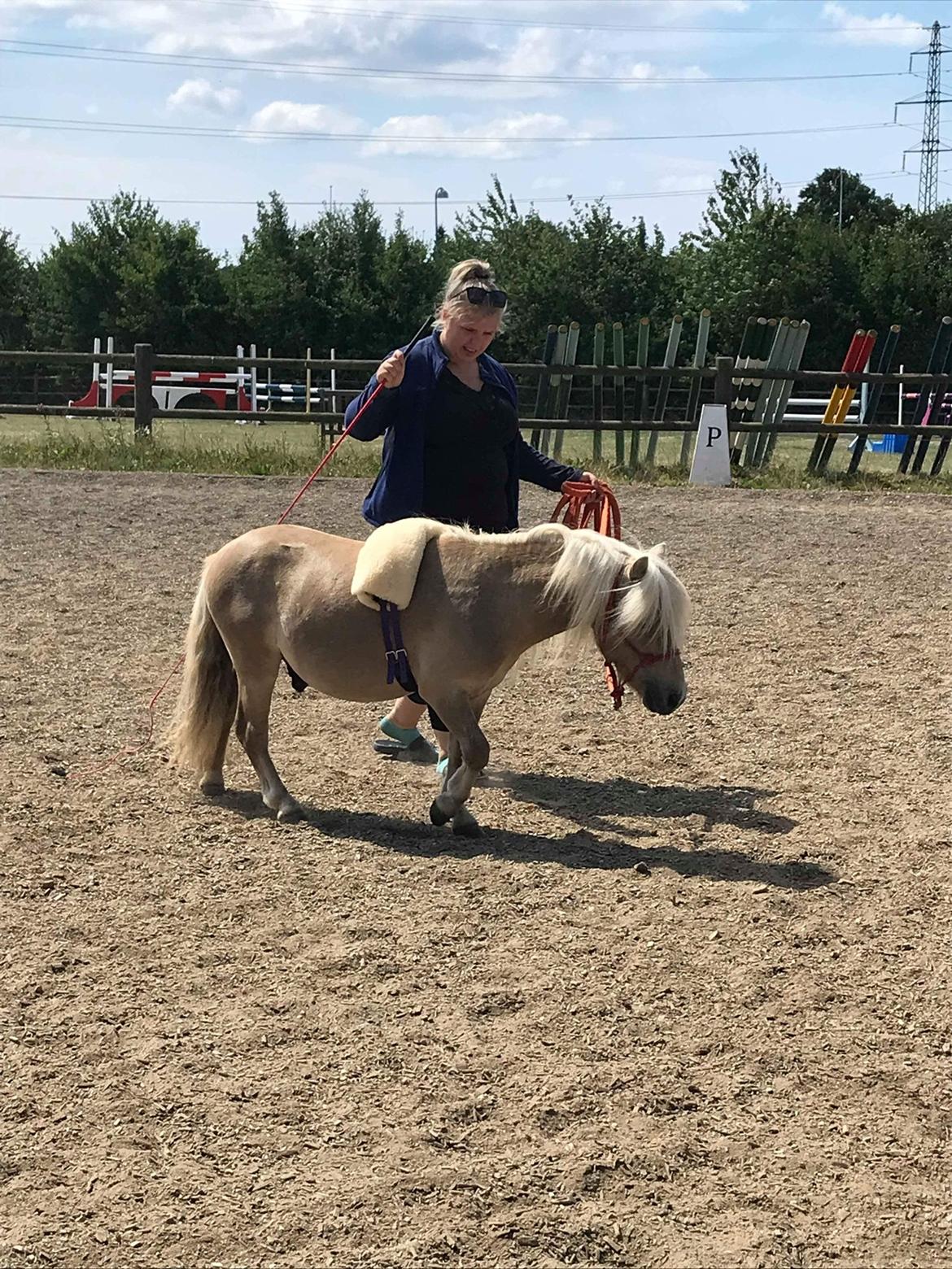 Shetlænder Stjernen's Mini-Bilbo billede 8