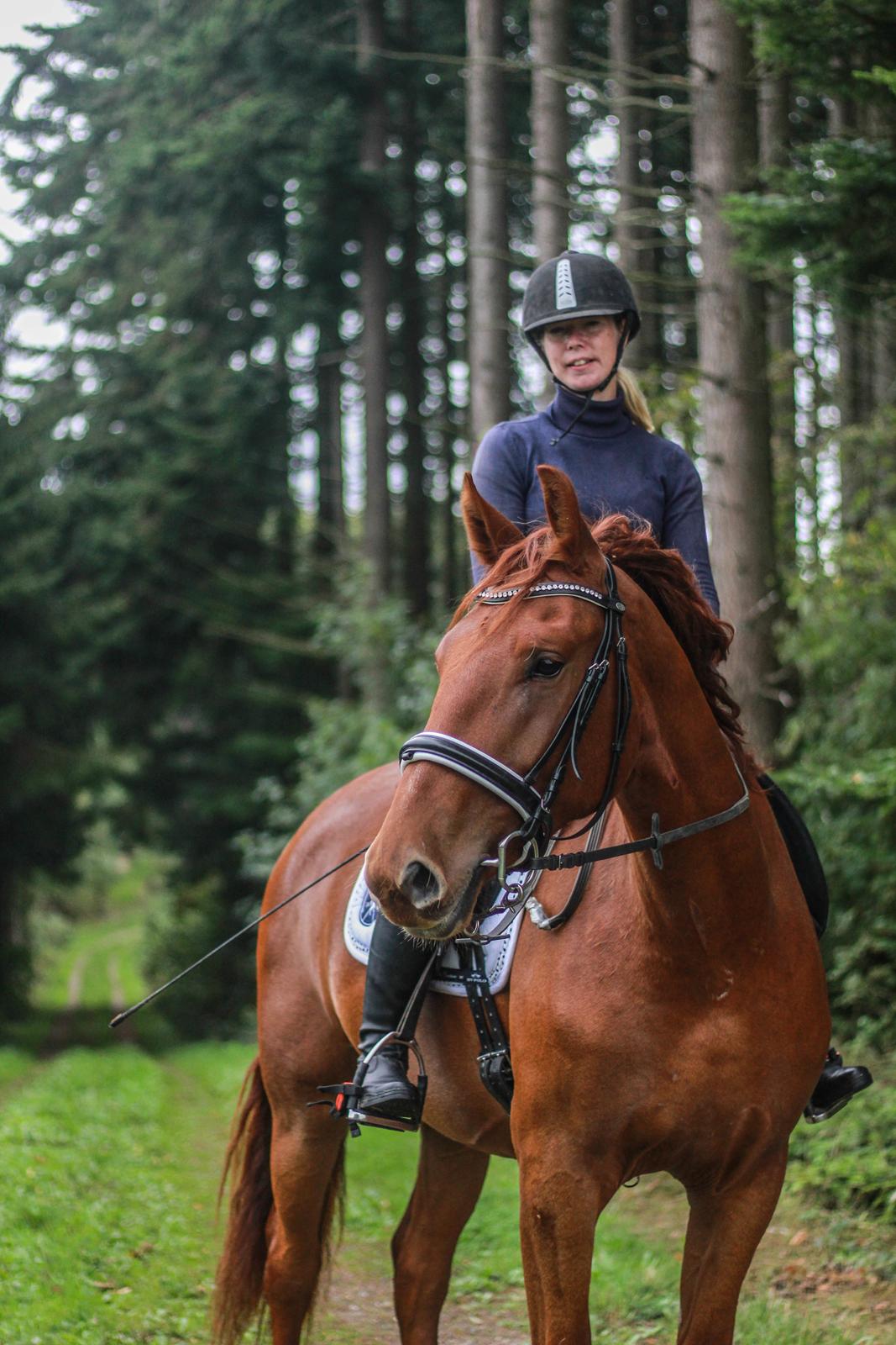 Frederiksborg TT's Vestergårds Rocky (SOLGT) billede 18