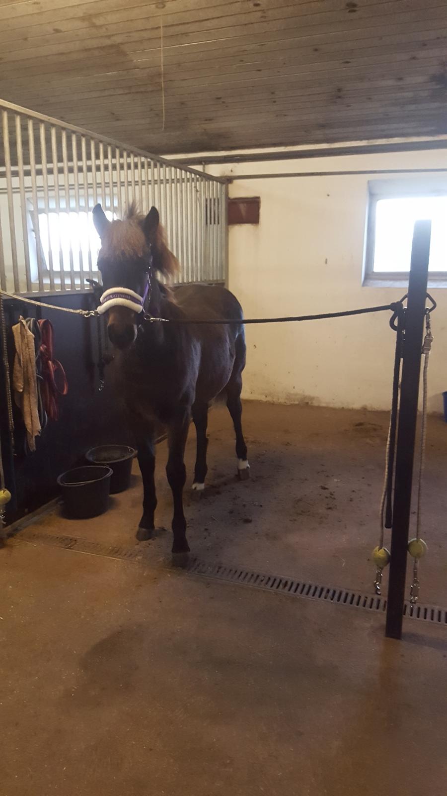 New Forest Harbogaards total temptation billede 2