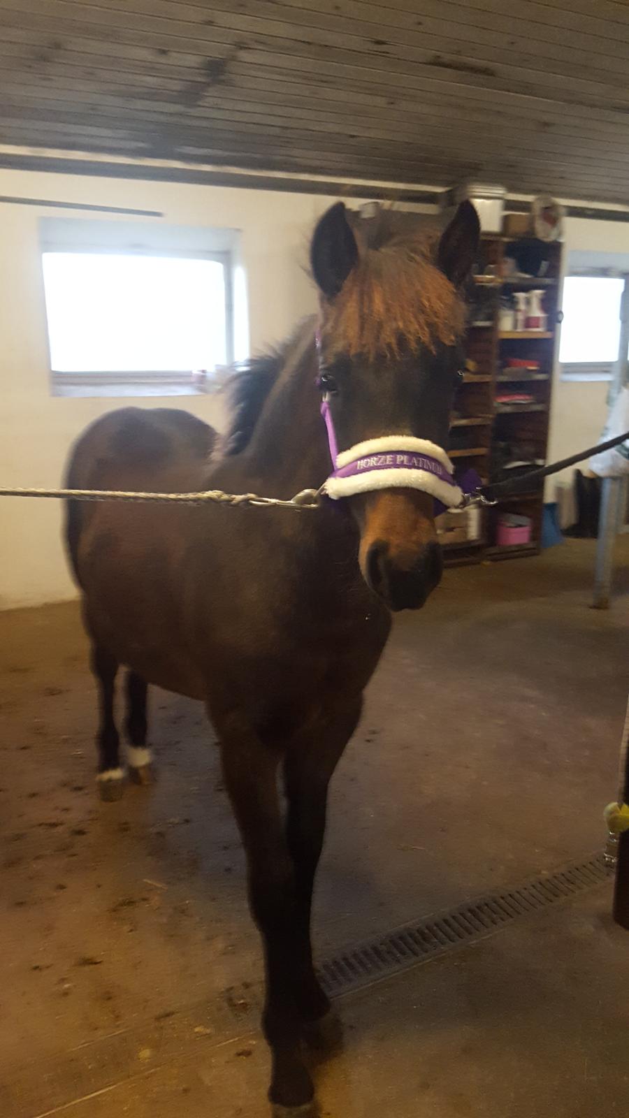 New Forest Harbogaards total temptation billede 1