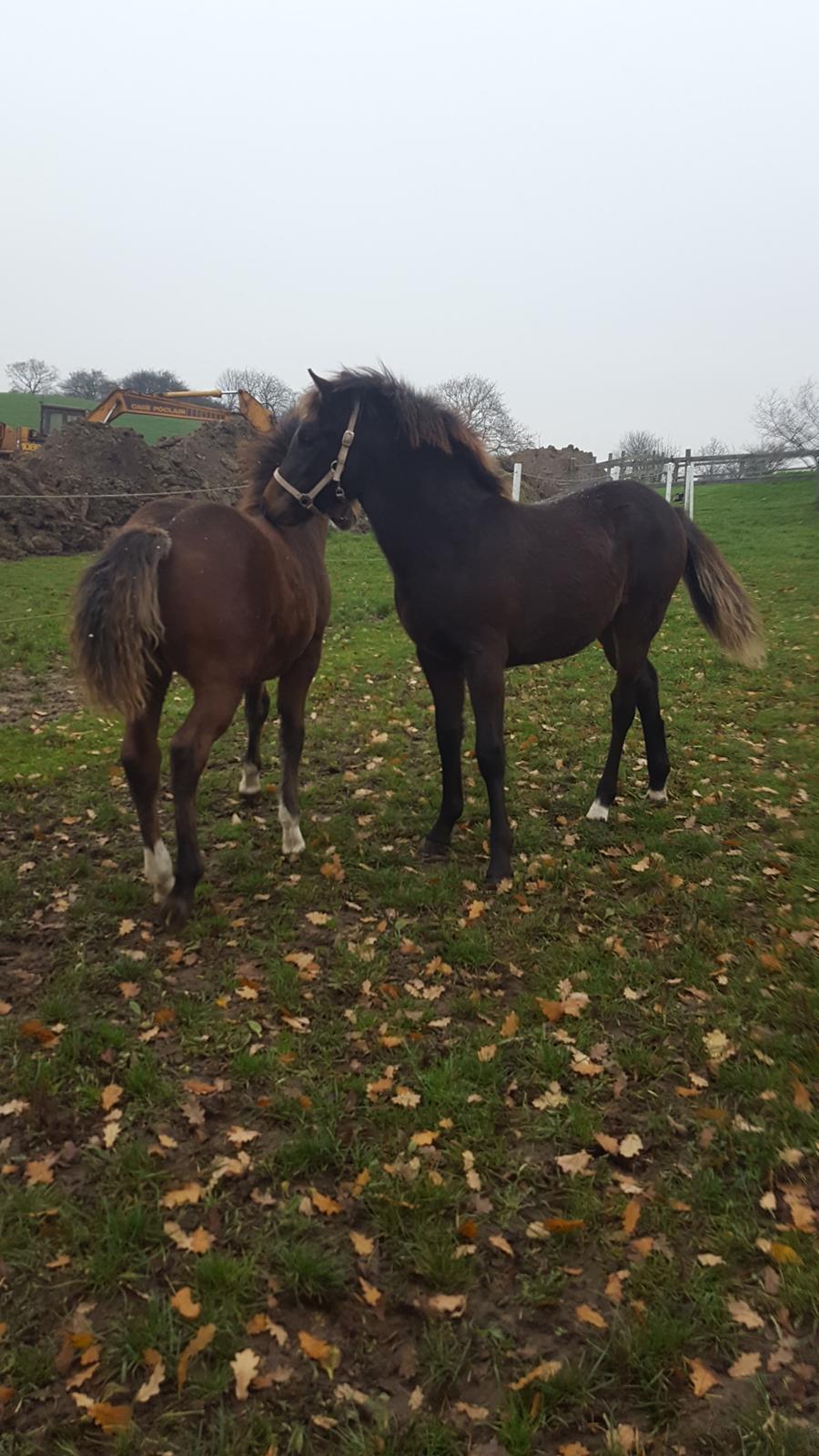 New Forest Harbogaards total temptation billede 3