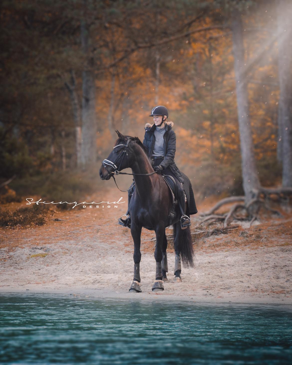 Dansk Varmblod Diega gold s.g. - <3 FOTO: Steengaard design billede 1