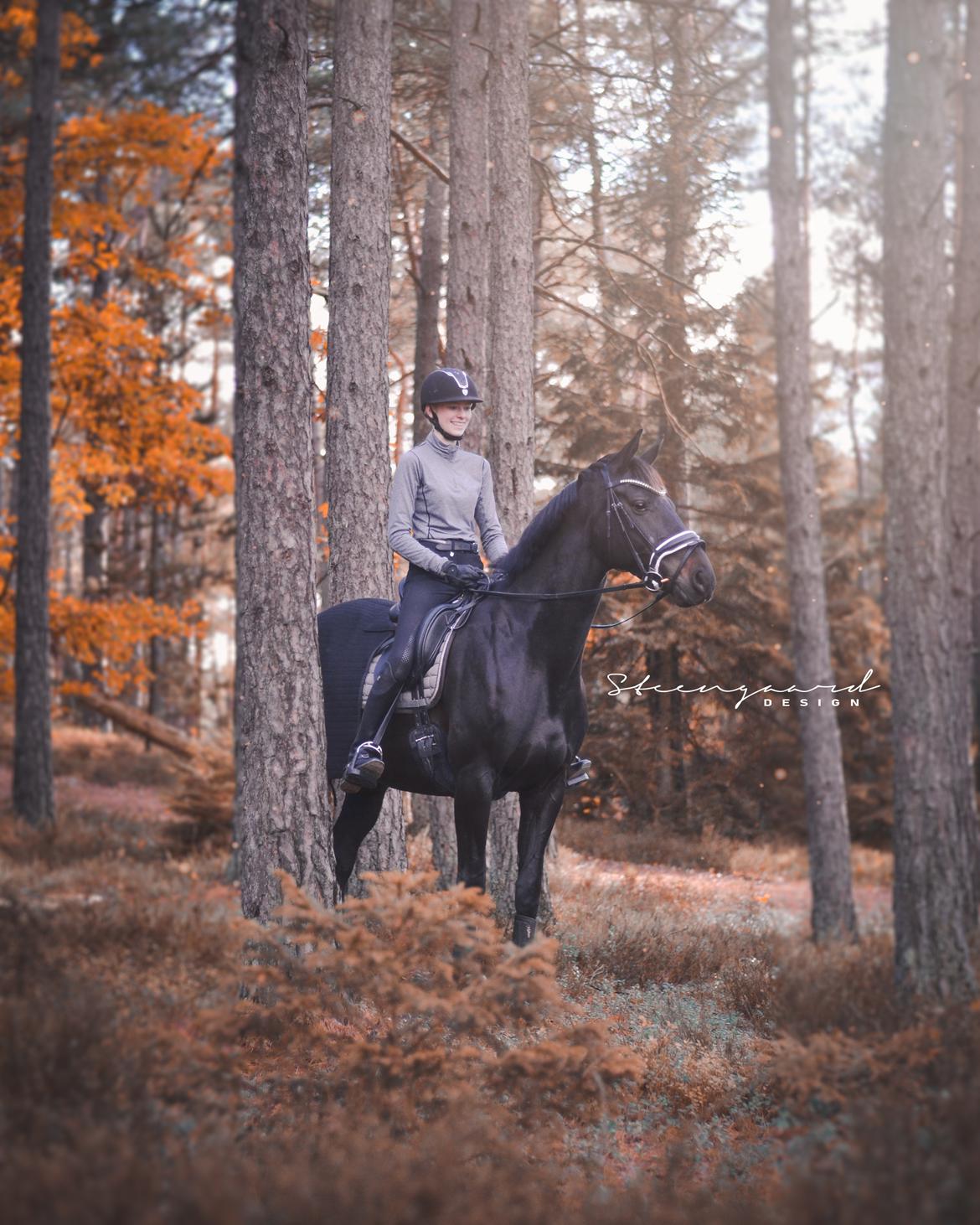 Dansk Varmblod Diega gold s.g. - Foto: steengaard design billede 12