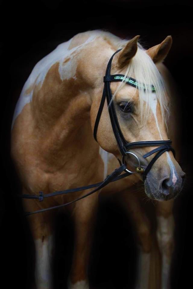 Pinto Araber Painted dreamcatcher billede 5