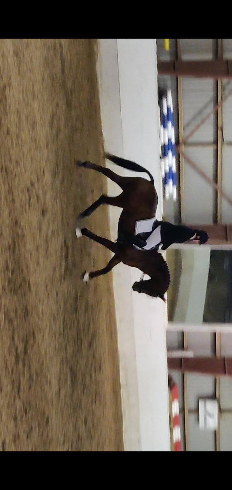 Anden særlig race Gloria billede 20