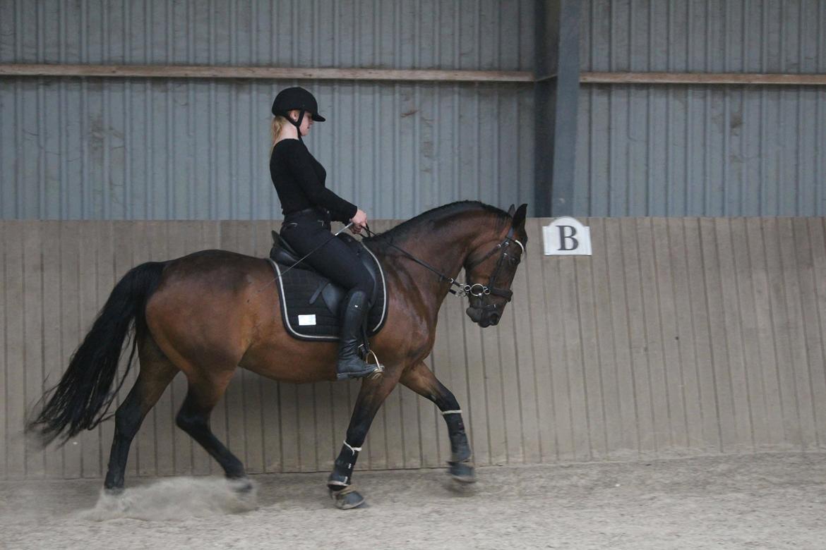 Anden særlig race Josefine. billede 13