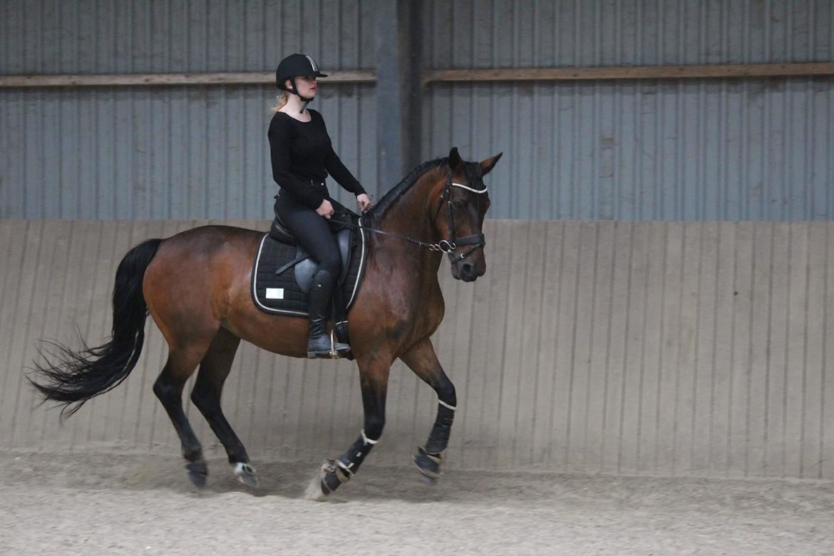 Anden særlig race Josefine. billede 20