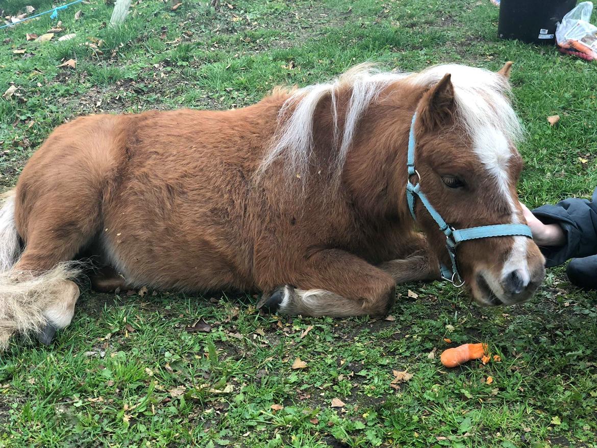 Shetlænder Bestpizzaintown Nobility billede 2