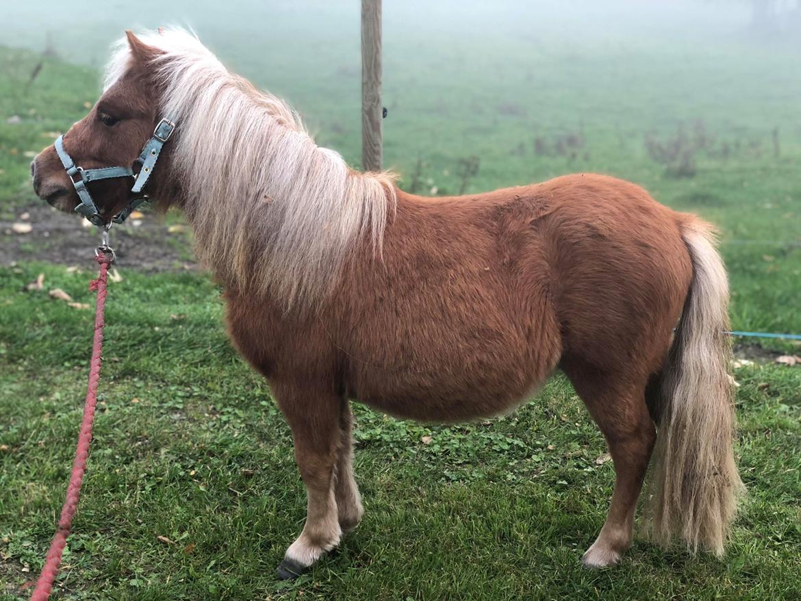 Shetlænder Bestpizzaintown Nobility billede 6