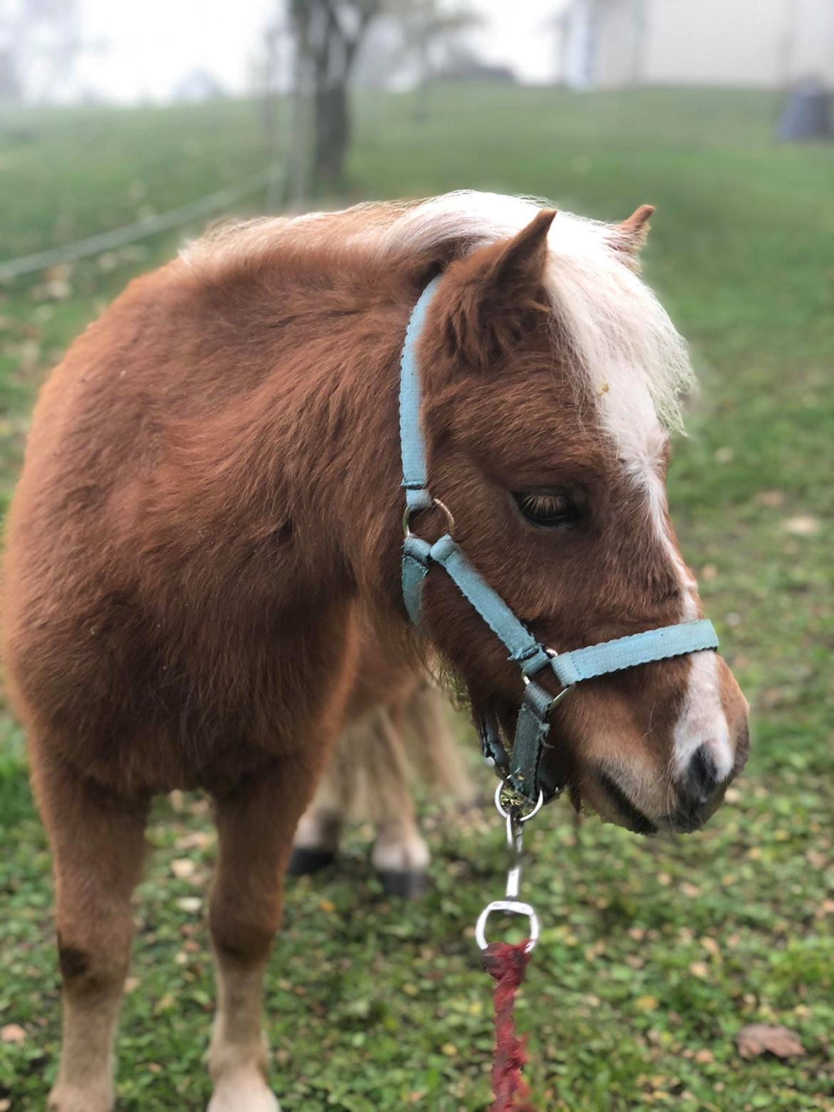 Shetlænder Bestpizzaintown Nobility billede 4