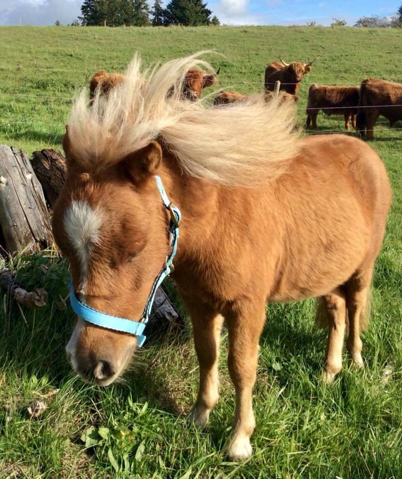 Shetlænder Bestpizzaintown Nobility billede 7