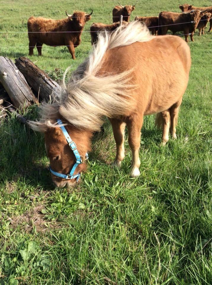 Shetlænder Bestpizzaintown Nobility billede 10