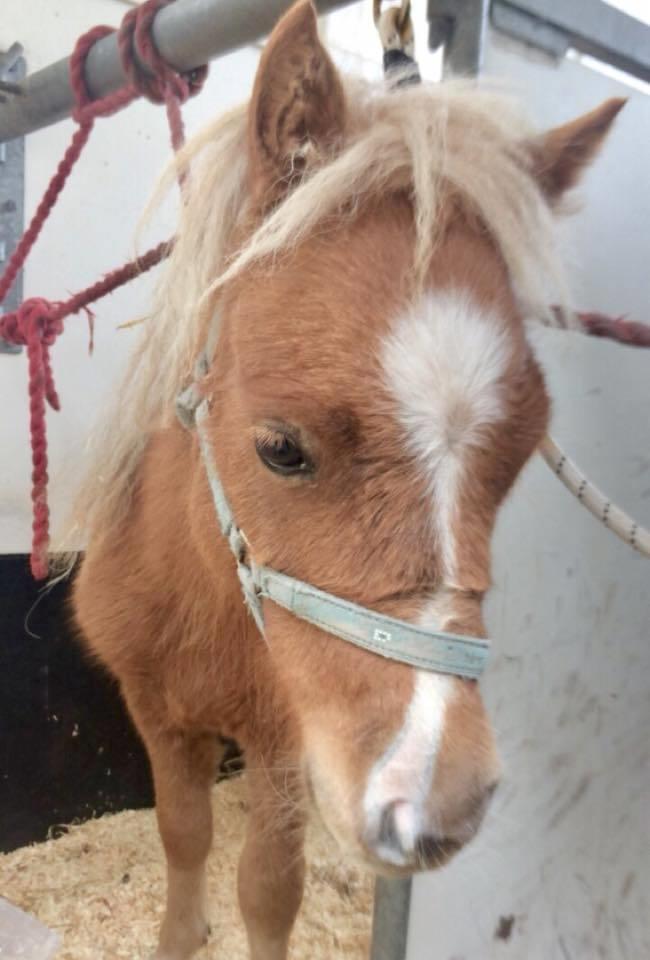 Shetlænder Bestpizzaintown Nobility billede 9