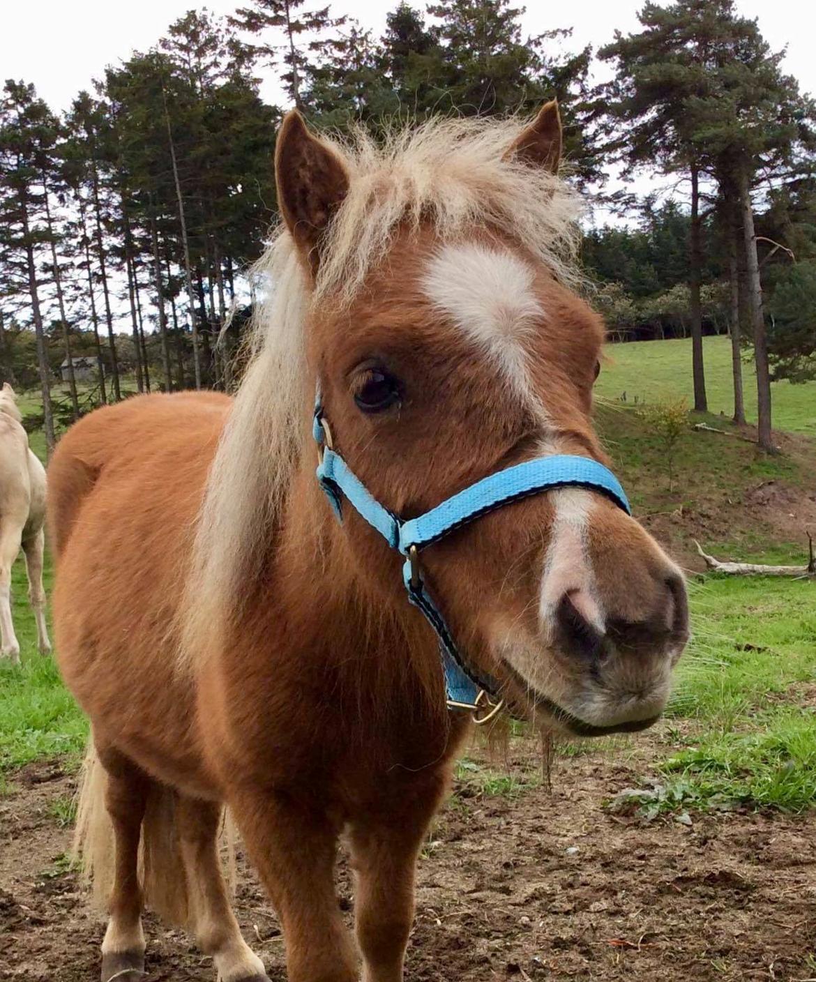 Shetlænder Bestpizzaintown Nobility billede 11