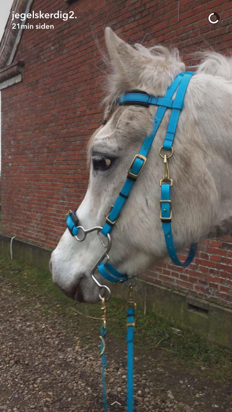 Arabisk fuldblod (OX) Mutazz ox billede 6