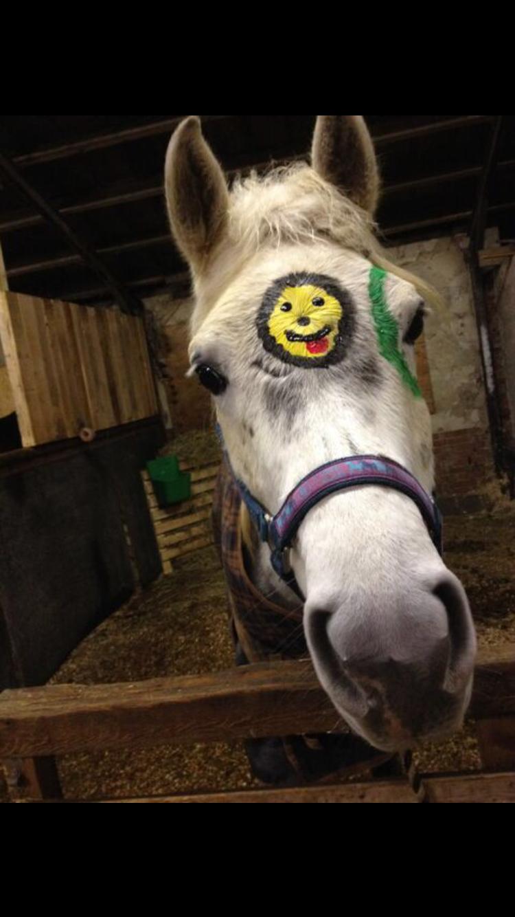 Arabisk fuldblod (OX) Mutazz ox billede 7