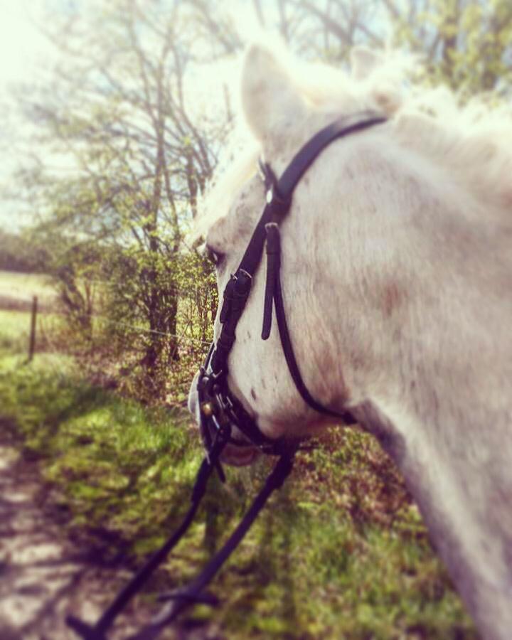 Arabisk fuldblod (OX) Mutazz ox billede 8