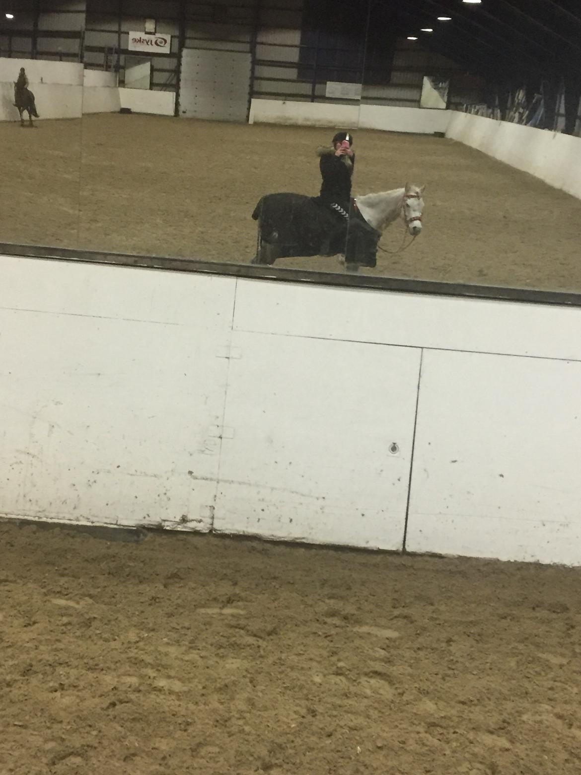 Arabisk fuldblod (OX) Mutazz ox billede 4