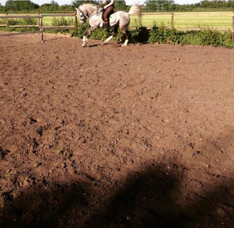 Arabisk fuldblod (OX) Mutazz ox billede 14