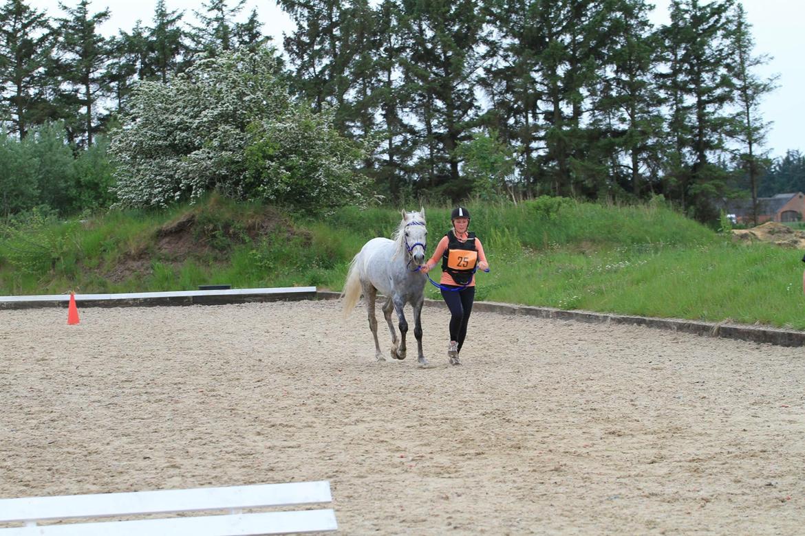 Arabisk fuldblod (OX) Mutazz ox billede 15