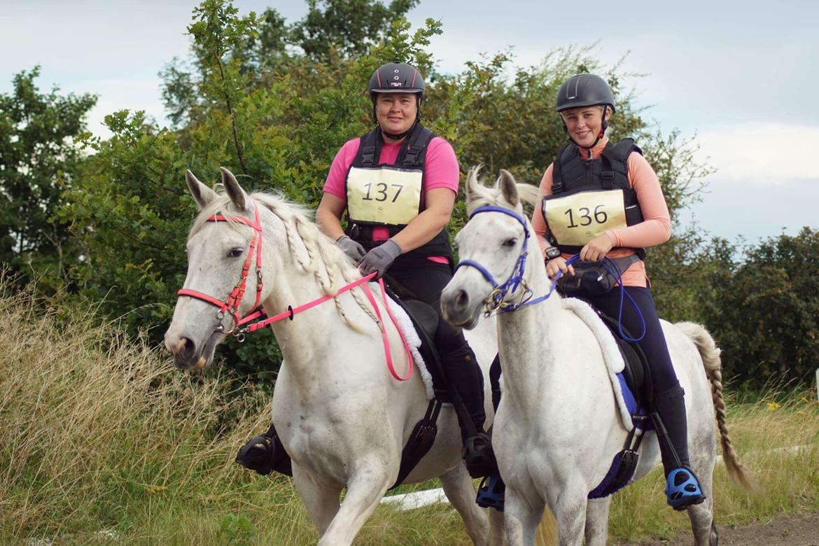 Arabisk fuldblod (OX) Mutazz ox billede 21