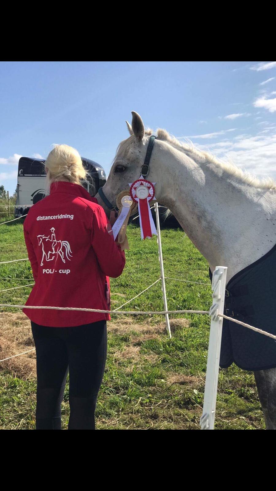 Arabisk fuldblod (OX) Mutazz ox billede 23