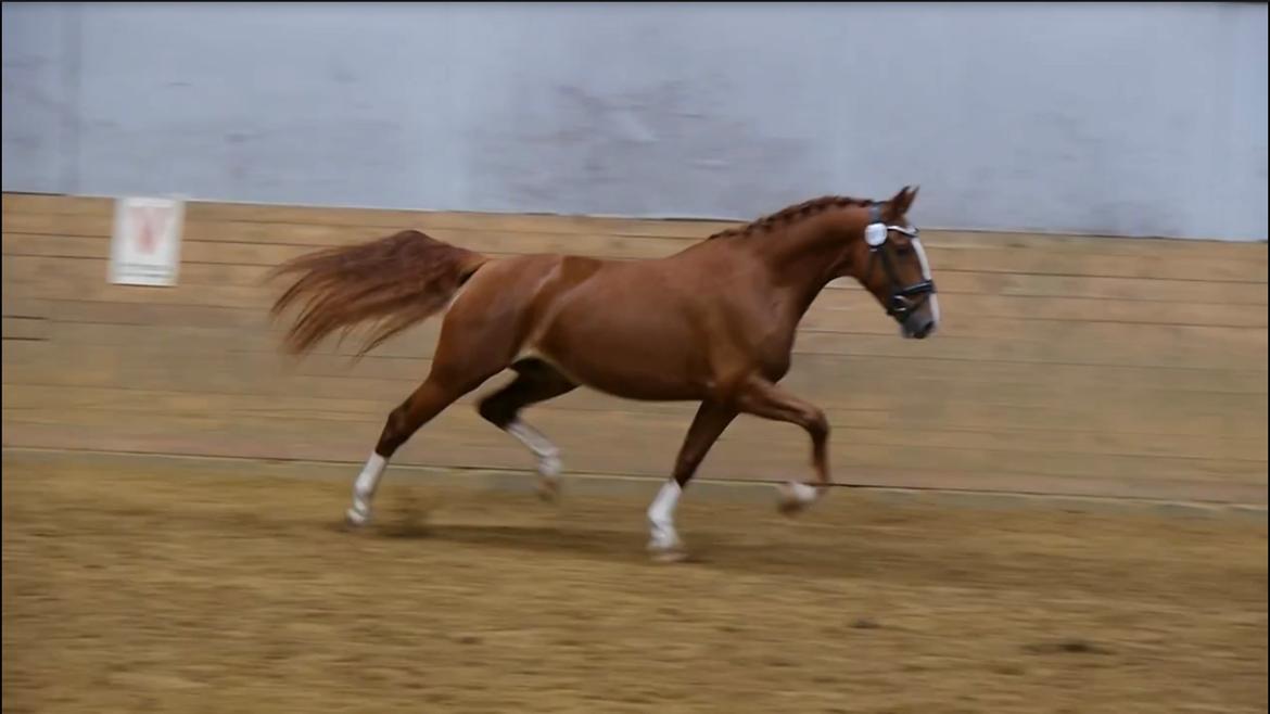 Frederiksborg Hedevangs viva billede 6