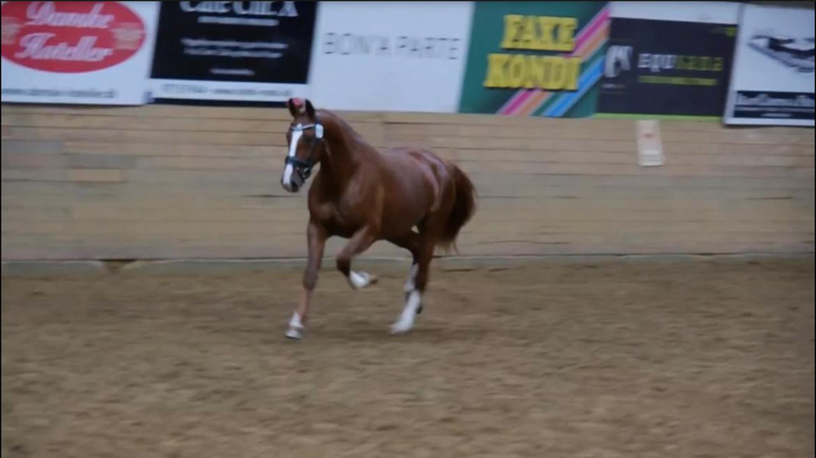 Frederiksborg Hedevangs viva billede 8