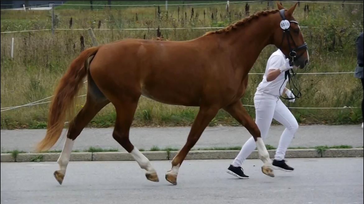 Frederiksborg Hedevangs viva billede 15