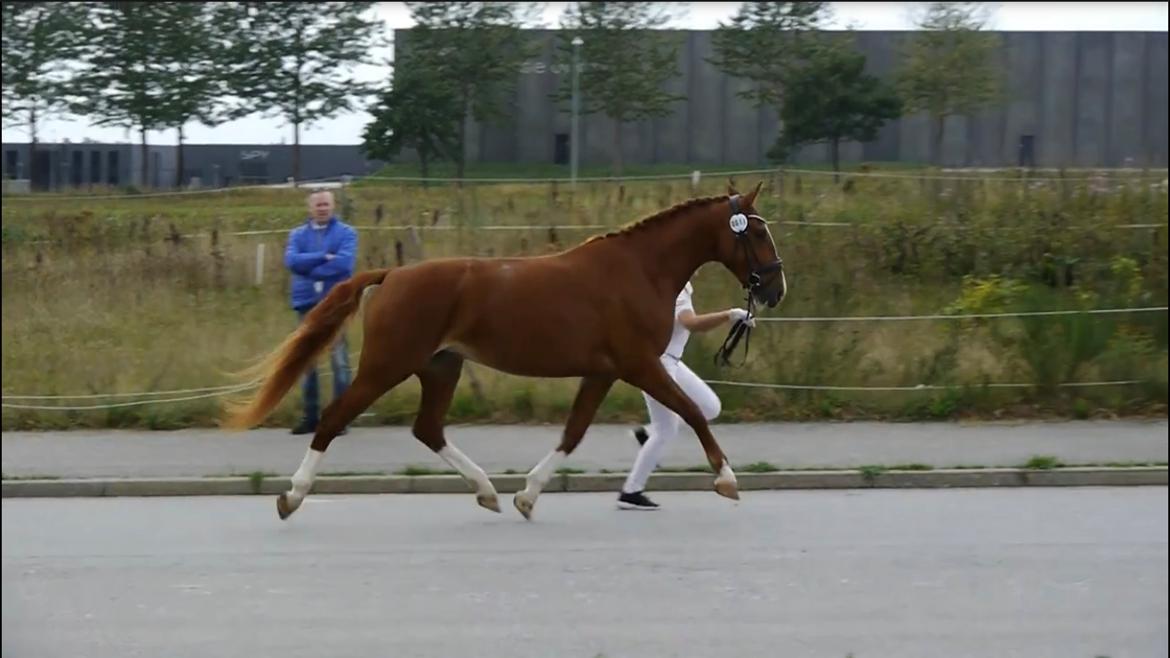 Frederiksborg Hedevangs viva billede 7