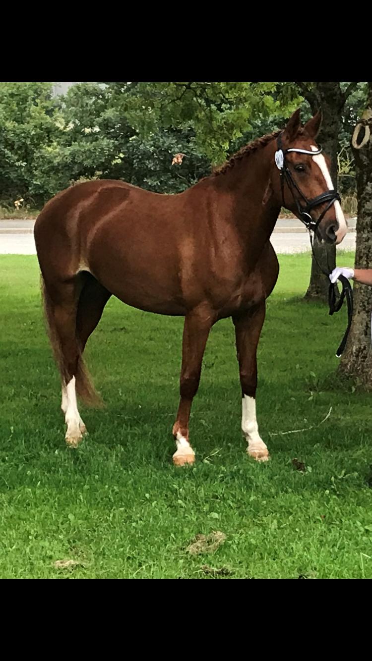 Frederiksborg Hedevangs viva billede 9