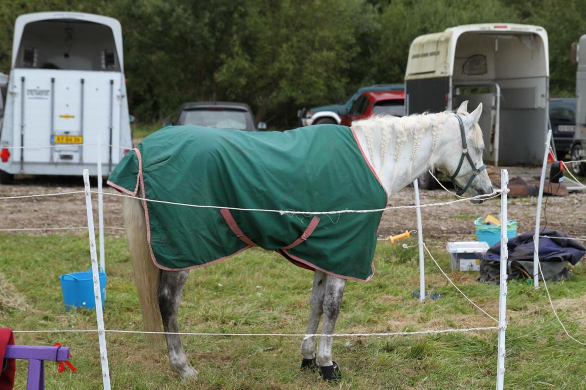 Arabisk fuldblod (OX) Mutazz ox billede 24