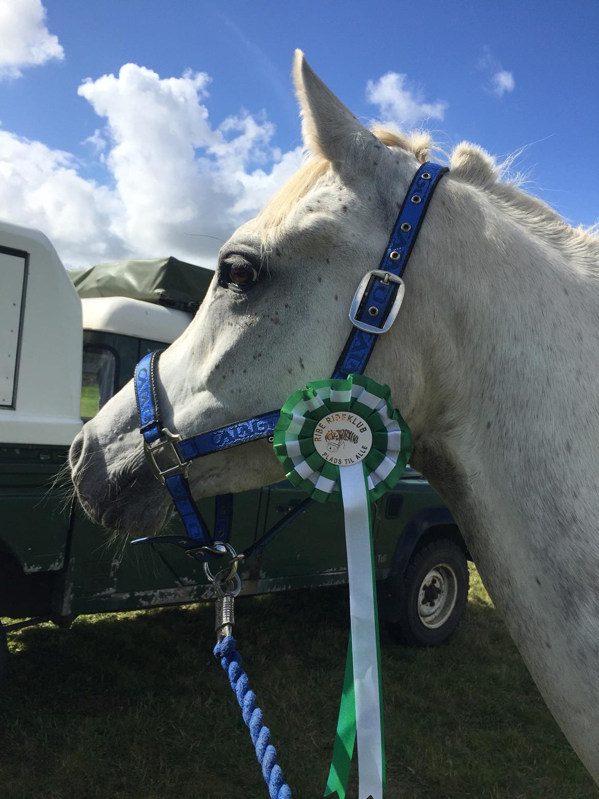 Arabisk fuldblod (OX) Mutazz ox billede 20