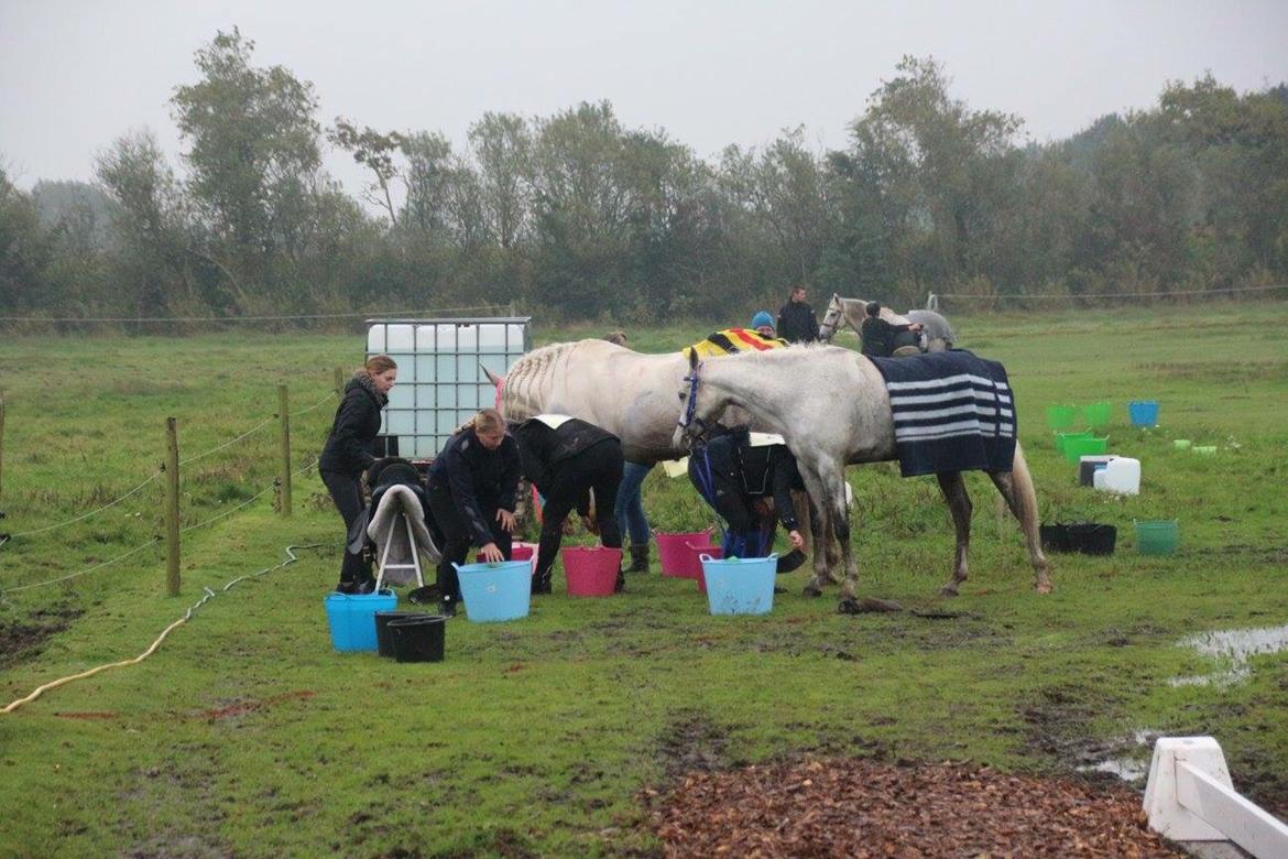 Arabisk fuldblod (OX) Mutazz ox billede 30